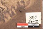 Foto (Detailsansicht) von Quercus palaeoilex Ettingshausen (NHMW-GEO-2024-0188-0897)